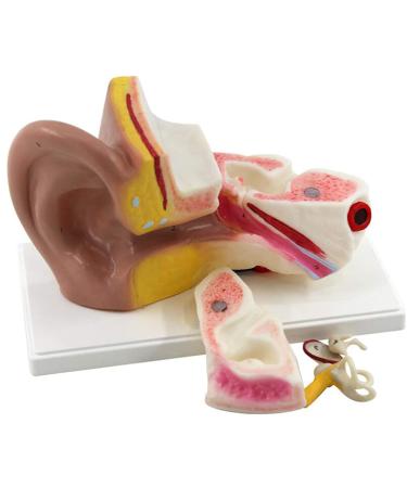 3 Times Enlargement Ear Anatomy Model - Human Ear Model - Showing Major Regions of The Ear 4 Part with Base for Biology Medical Teaching Tool