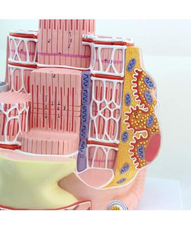Enlarge 40 000 Times Skeletal Muscle Fiber MicroAnatomy Model Medical Education Training aid Science Kits - Buy Online on GoSupps.com