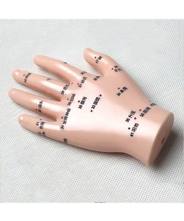 Acupuncture Hand Model Reflexology Acupoint Medical Study Kit - Buy Online on GoSupps.com
