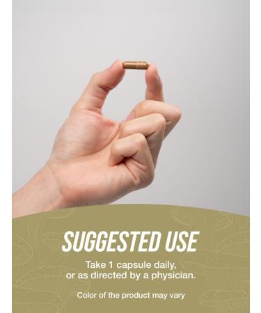 BulkSupplements.com Maitake Mushroom Capsules - Mushroom Supplement Maitake Mushroom Extract - Vegan 1 Capsule per Serving 240 Veg Capsules (Pack of 1) - Buy Online on GoSupps.com