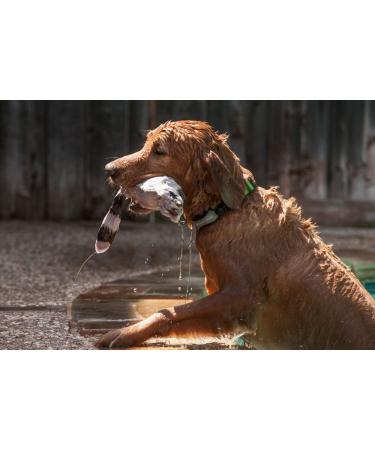 Eureka MARCOPOLO Advanced Pet Tracking Tag Accessory - Pet Monitoring and Locating System - Buy Online on GoSupps.com