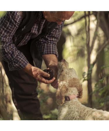 Valnerina Tartufi Black Truffle Pat Tartufata Sauce with Mushrooms, Truffles, Black Olives 90g Jar - Buy Online on GoSupps.com