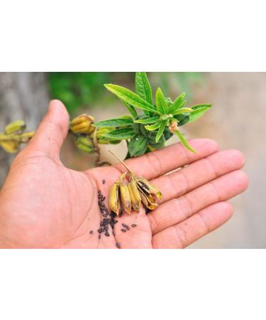 Organic Raw Black Sesame Seeds 2 lbs - Non-GMO, Unhulled, Kosher, Vegan - High in Calcium, Iron & Fiber - Ideal for Tahini Paste - Bulk Pack - Buy Online on GoSupps.com