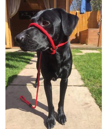 All-in-One Halter Leash for Dogs Anti-Pull Design Adjustable for All Breeds Green/Black Grey - Shop Internationally! - Buy Online on GoSupps.com