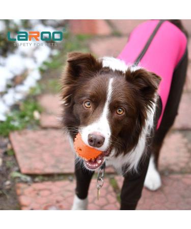 Buy Laroo Durable Natural Rubber Dog Ball - Squeaker Toy for Small & Large Dogs - 6.5cm Orange - Buy Online on GoSupps.com