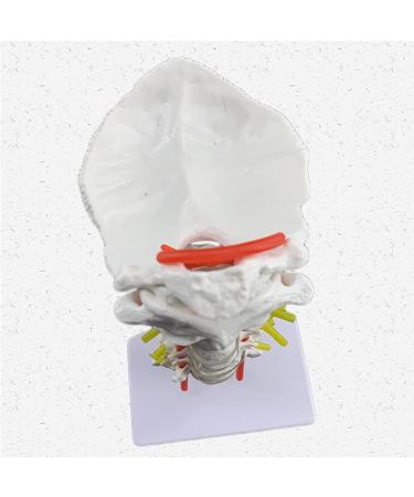 Spinal Nerves Cervical Spine & Occipital & Vertebral Artery Model Spinal Nerve Model Human Cervical Model with Neck Artery Hospital Teaching Model - Buy Online on GoSupps.com