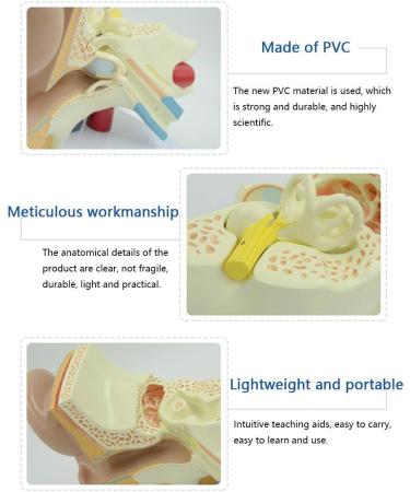 Human Ear Model 3X Enlarged 3-Piece Ear Anatomy Model Professional Ear Simulation Model Shows External Middle and Inner Ear for Medical Education - Buy Online on GoSupps.com