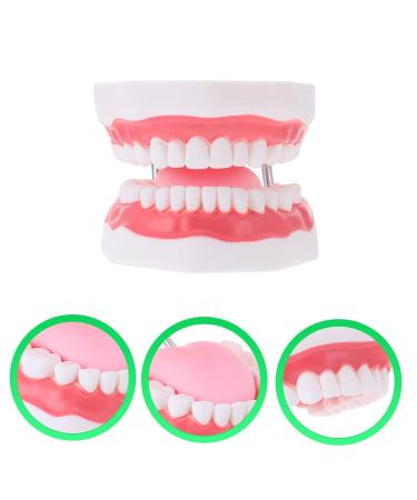 Ultechnovo 2 STK Educational Tooth Model - 3D Dental Teaching Toy for Kids & Adults - Perfect for Learning About Teeth! - Buy Online on GoSupps.com