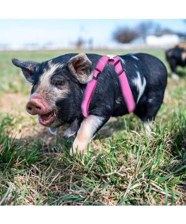 Woyous Adjustable 2-Part Animal Dishes Set for Small Pets - Pink & Blue - Ideal for Pigs Dogs and Rabbits - Perfect for Walking & Playing - Buy Online on GoSupps.com