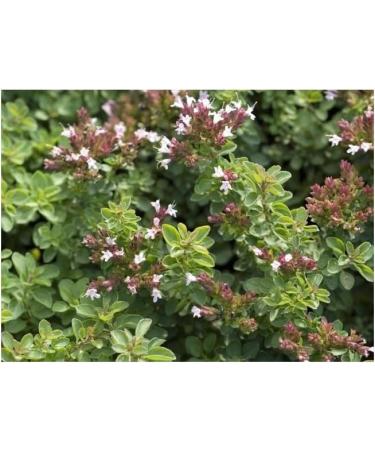 Herboristeria du Valmont Organic Oregano Herbal Tea Cut Plant 100 grams - Buy Online on GoSupps.com