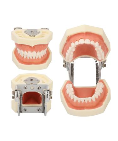 Buy Dental Typodont Teeth Model - 28 Teeth Soft Gums Upper Jaw Cyst Teaching Model for Incision Practice - International Shipping Available - Buy Online on GoSupps.com