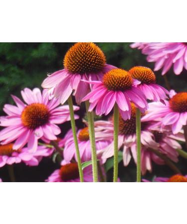 Hua Xian Zi Echinacea Purple Flower Seeds - 2000 Coneflower Seeds for International Shipping - Buy Online on GoSupps.com