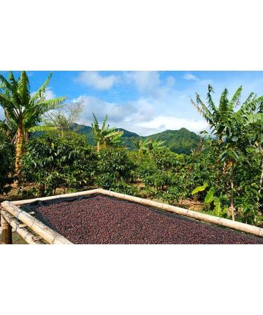 AGUILAR PERALTA 100% PANAMA GEISHA NATURAL ROASTED COFFEE BEANS 8oz 227g - Buy Online on GoSupps.com