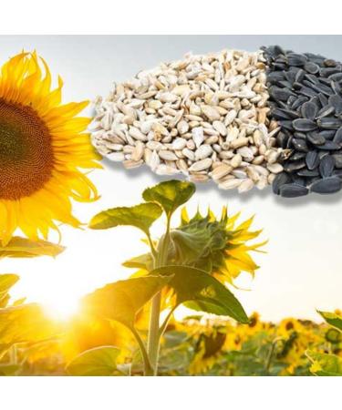 Buy Meray Dakota Unsalted Sunflower Seeds 250g - Pack of 8 | Premium Quality International Shipping - Buy Online on GoSupps.com