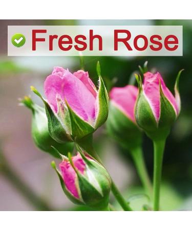 Plant Gift Rose Buds Tea 50G/1.76oz For Beauty Premium 100% Organic Intact Rose Tea Herbal Tea with Rich aroma Relieve Anxiety& Promote Metabolism Caffeine-Free - Buy Online on GoSupps.com