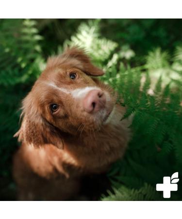 Reavet Beer Yeast Powder for Dogs & Cats 250g - Natural B Vitamins & Biotin for Hair Loss & Ticks No Additives - Buy Online on GoSupps.com