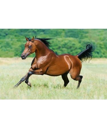 Buy 10 Liters Profair Linen Oil - 100% Pure Cold Pressed Linseed for Horses Dogs & Cats | Additive-Free Pet Nutrition - Buy Online on GoSupps.com