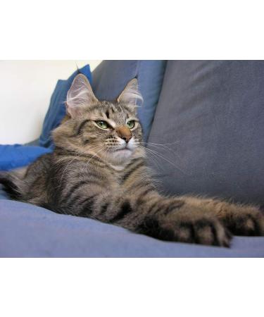 cat Eye Health Supplements - Cats Eye Health Complex - Advanced Formula for Eye Sight - Immune Boost - Lutein for Cats - 2 Bottles (120 Tablets) - Buy Online on GoSupps.com