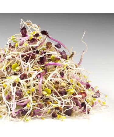 GAG ALFA RADISH FENNEL 150G - - Buy Online on GoSupps.com