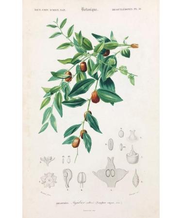 SIDR Powder: JUJUBIER Pure Fine Powder Superior Quality from Morocco Nourbeaut (Sidr powder resealable kraft bag 100 Gr) - Buy Online on GoSupps.com