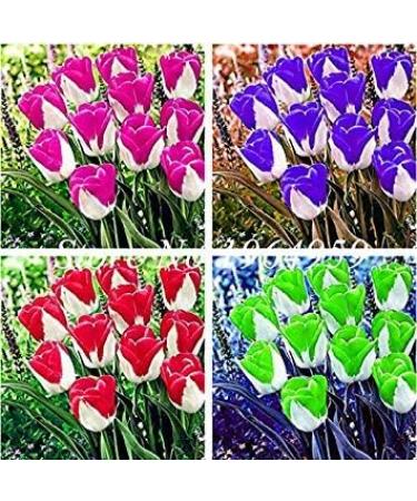 Potseed 20 pcsBag Tulip Plants Mixed Rare Beauty Flower Ice Cream Plants as DIY Home Garden Beautiful Perennial Tulips Mixed - Buy Online on GoSupps.com