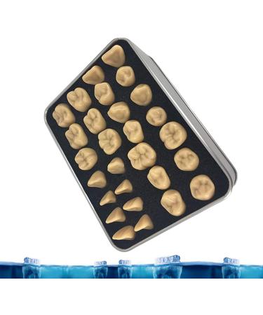 Adult Size Dental Teaching Reproductions - Resin Normal Teeth Model for Dental Care & Practice - Buy Online on GoSupps.com