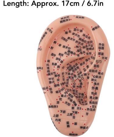 Buy Ear Acupuncture Display Model - Clear Point Visibility for Study Presentations | International Shipping Available - Buy Online on GoSupps.com
