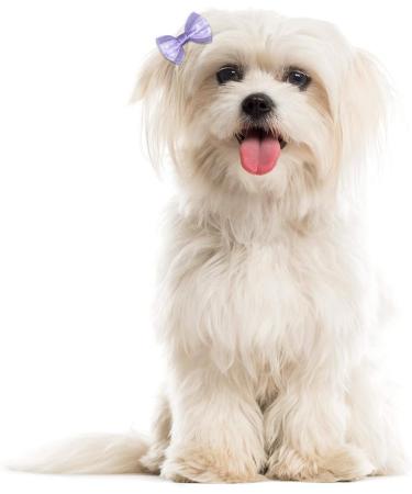 Netspower 50pcs Dog Hair Accessories - Loop Headdress Butterfly Hair Clips & Rubber Bands for Pets - Buy Online on GoSupps.com