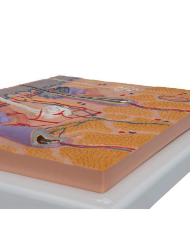 3B Scientific J10 Skin Section 70 Times Full-Size 10.2-Inchx13-Inchx2-Inch - Buy Online on GoSupps.com