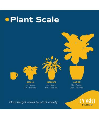 Costa Farms ZZ Plant in 12-Inch White-Natural Dcor Planter for Great Room Decor - Buy Online on GoSupps.com