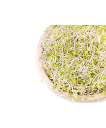 Organic Salad Mix Sprouting Seeds 1lb - Non-GMO Broccoli, Radish, Clover, Alfalfa - High Germination Rate, Kosher, Vegan Superfood - Rich in Sulforaphane | Non-Irradiated, Bulk Pack of 1lb - Buy Online on GoSupps.com
