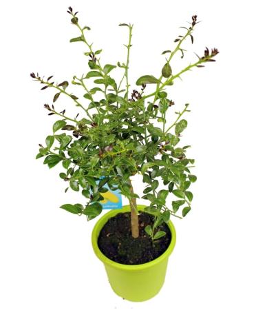 Caviar lime - finger lime - Microcitrus Australasica - real citrus plant - lime caviar - finger lime