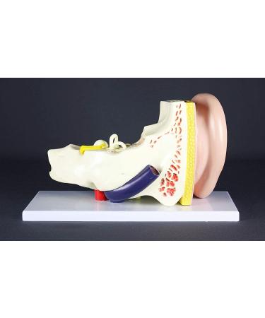 Human Ear Anatomy Model 3 Times Magnification Average Ear Showing Organs of The Power Plant and External Ears - Buy Online on GoSupps.com