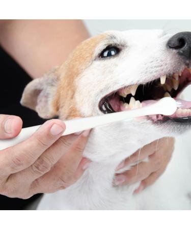 BELLIFFY 4pcs Pet Toothbrush Cat Care Toothbrush Manual Dog Toothbrush Toothpaste Plastic - Buy Online on GoSupps.com