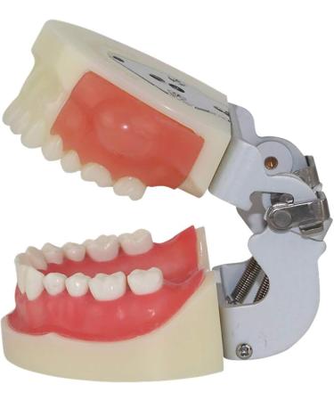 Life-Size Human Teeth & Abscess Model - Perfect for Student Teaching & Practice - Buy Online on GoSupps.com
