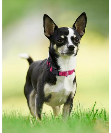 Joytale Reflective Dog Collar for Puppies - Hot Pink XS 1 Pack | Durable & Stylish - Buy Online on GoSupps.com