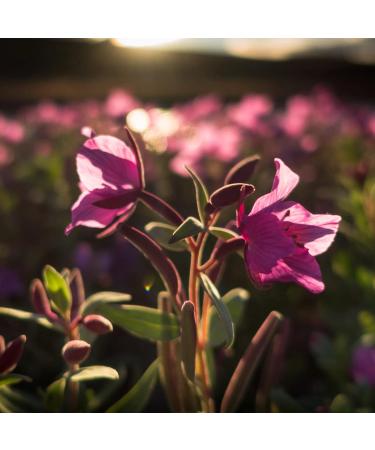 Pastropoles 500g | Dried Pastropm Tea with Mild Floral Aroma | Achterhof Premium Quality | International Shipping Available - Buy Online on GoSupps.com