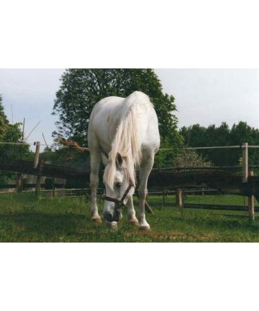 Devil's Claw Liquid for Horses Ponies & Dogs | 1L Natural Supplement Scheidler Horse-Direkt - Buy Online on GoSupps.com