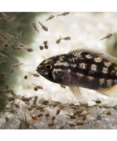 JBL PRONOVO BEL Fluid 50ml - Buy Online on GoSupps.com