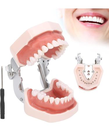 Typodontic Denture Model with Removable Teeth - Dental Anatomy Tool for Oral Practice & Preparation | 28 Tooth Simulation - Buy Online on GoSupps.com