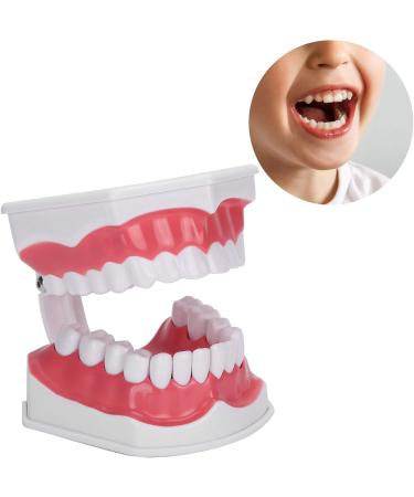 HEEPDD ABS Standard Oral Teeth Model | Dentist Teaching Aid for Schools | Office Supplies - Buy Online on GoSupps.com