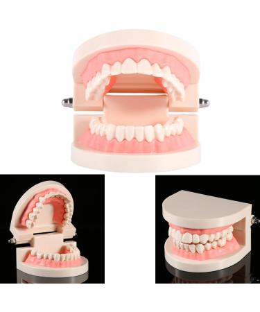 Tooth Brushing Model for Kids - 1Pc PVC Dental Teaching Aid for Effective Tooth Brushing Demonstration - Buy Online on GoSupps.com