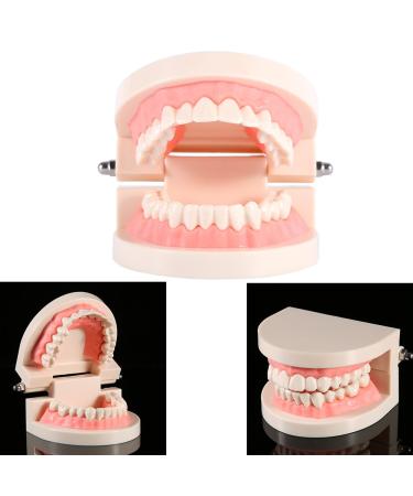 Tooth Model for Children - Dental Typodont Prosthesis for Teaching Brushing & Patient Education - Buy Online on GoSupps.com