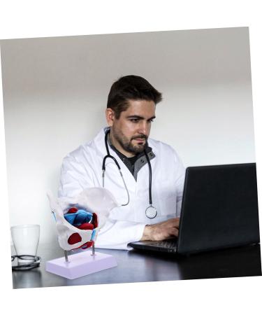 Buy GLEAVI Hip Bone Model - 1pc Pelvic Uterus Model | Animal PVC Lip Gloss Medical Pelvic Model for International Shipping - Buy Online on GoSupps.com