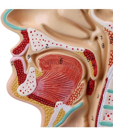 Human Nasal Anatomy Model Pathology Nose Otolaryngology Model Human Nasal Cavity Model Medicine Teaching - Buy Online on GoSupps.com