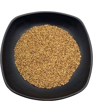 Semen Platycladi Platycladus Orientalis Platycladi Seed the Semen Boitae the Seed of Oriental Arborvitae baiziren Bozi papyriferus Cypress Seeds and Nuts cedar Seed (500 g(1.10 Pound)) - Buy Online on GoSupps.com