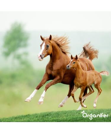 Organifer Meadow Herb Mix - Meadow Herbs - For Equine Meadow (250g Per 3000 M2) - Organic Meadow Herb Mix - Meadow Grass - Meadow Grass - Meadow Friendly Meadow Mix - Buy Online on GoSupps.com