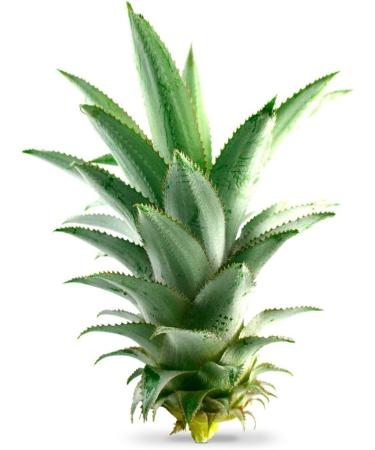 BROMELAINE + RUTIN * 375 mg / 60 capsules * Anti-inflammatory antioxidants * Satisfied guarantee or returns * Made in France - Buy Online on GoSupps.com