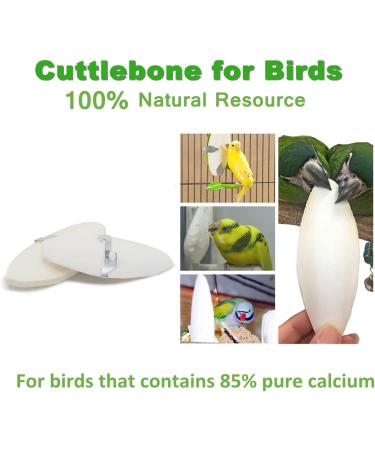Jmxu's 5 -5.5 Bird Cuttlebone with Metal Holder | 6 Pack Natural Calcium for Parakeets, Parrots, Cockatiels, Budgies | Chewing Cuttlefish Bone for Sharp Beaks - Buy Online on GoSupps.com