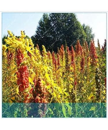 Portal Cool Semi cinesi Quinoa Semente Quinoa Grains Casa Giardino 200 pc - Buy Online on GoSupps.com